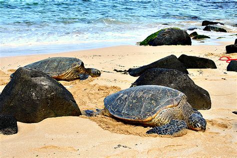 Sea Turtles On The Beach