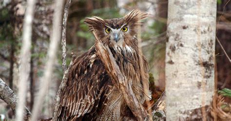 Blakiston’s Fish Owl is Endangered Due to Habitat Loss