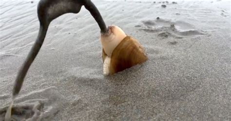 Bizarre clam video weirds out the internet | MNN - Mother Nature Network