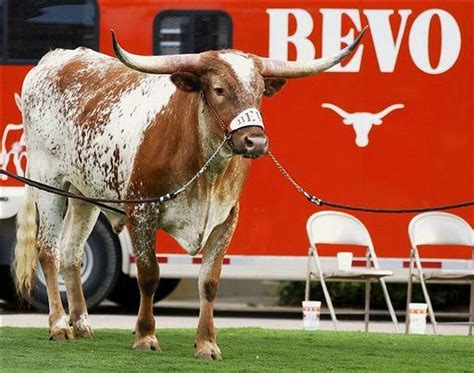 Texas famed mascot Bevo XIV has died