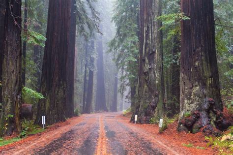 The Ultimate Guide to Camping in Redwood National Park