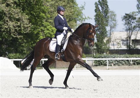 Images Of Dressage Horses