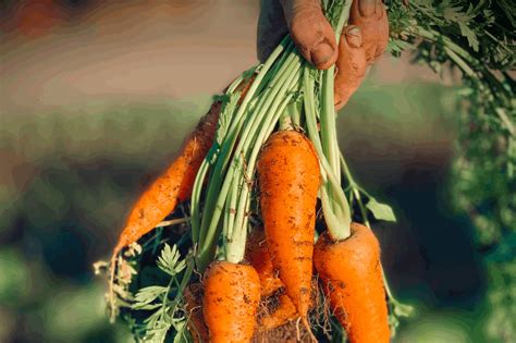 How to Grow Carrot from Seed to Harvest - Wal Pencil