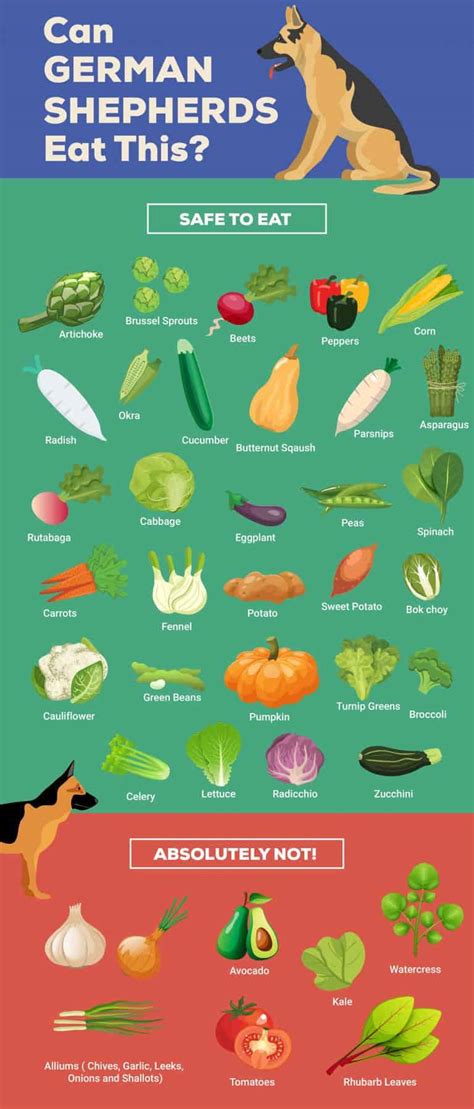 30 Vegetables German Shepherds Can Eat: And 7 to Avoid - The German ...