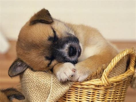 32 Cute sleeping puppies (32 pics) | Amazing Creatures