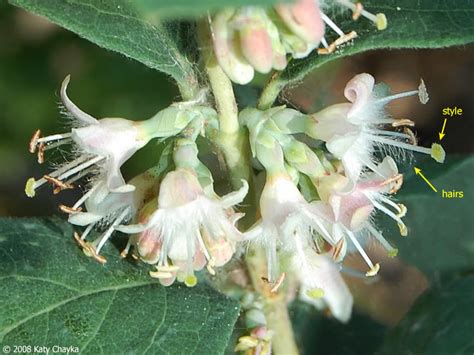 Symphoricarpos occidentalis (Wolfberry): Minnesota Wildflowers