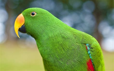 eclectus, Parrot, Bird, Tropical, 1 Wallpapers HD / Desktop and Mobile ...