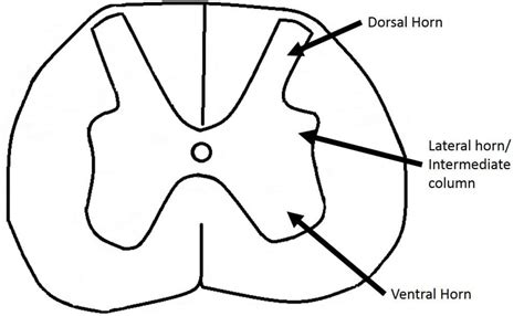 The Grey Matter of the Spinal Cord - TeachMeAnatomy