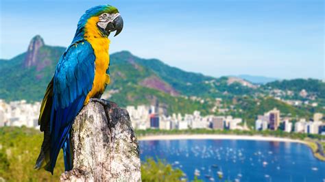 Blue and yellow macaw parrot in Rio de Janeiro, Brazil | Windows ...