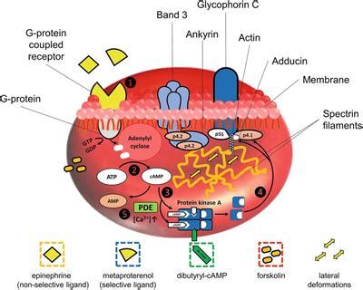 Parts of a red blood cell labelled