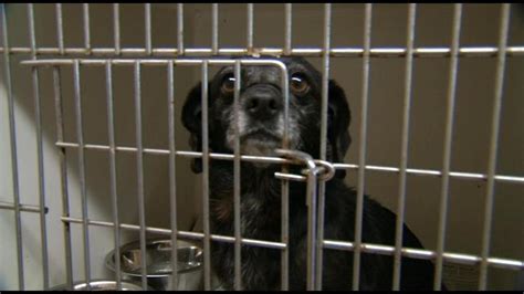 Big changes at Henry-Trimble County Animal Shelter - WDRB 41 Louisville ...