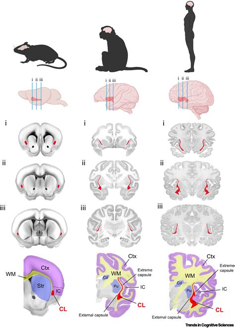 A role for the claustrum in cognitive control: Trends in Cognitive Sciences