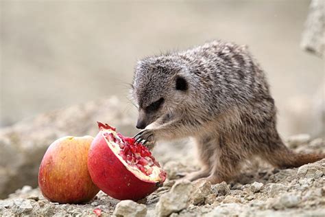 11 Things You Didn't Know About Meerkats