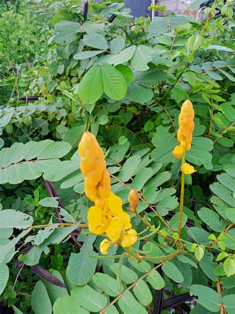 The Flower from Senna Alata Plant Stock Photo - Image of leaf, autumn ...