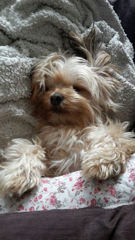 🐶 #Dog #sleeping 🐶 | Yorkie poo puppies, Yorkie terrier, Cute animals