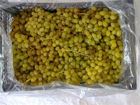 Sultana Grapes,Turkey Emona price supplier - 21food