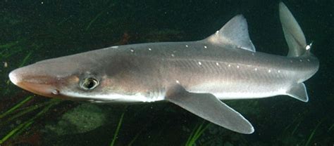 The Amazing, Spiny Dogfish | Critter Science