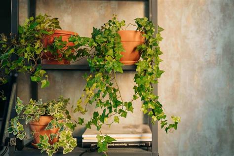 10 Indoor Vine Plants That Will Add Drama to Any Room