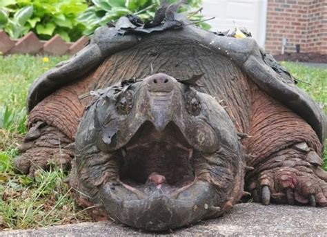 Ohio police detain 65-pound snapping turtle for loitering