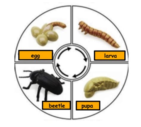 Tortoise Beetle Life Cycle