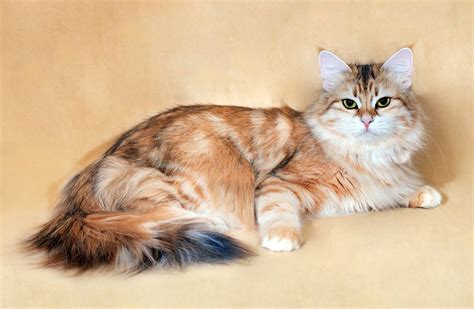 36 HQ Images Golden Tabby Siberian Cat : Siberian Cat Breed Information ...