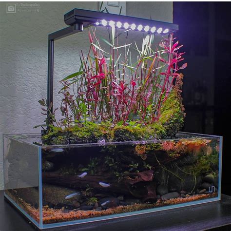 Choosing the Best Live Freshwater Aquarium Plants - Buy This More