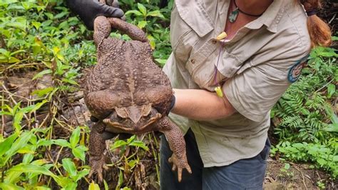 'Toadzilla': Australian park rangers discover record-breaking cane toad