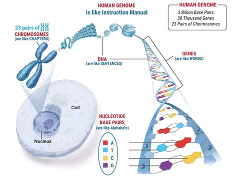 Types of Genetic Abnormalities in Embryos