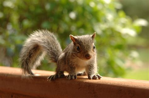 361 Cute and Funny Squirrel Names - Animal Hype