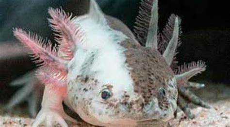 13 Axolotl Colors - From Natural Hues To Multi-Colored Morphs - Animal ...