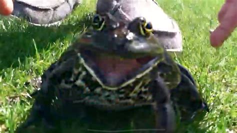 Unrealistic frog beauty standards : r/teenagers