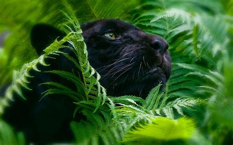 Jungle Animal Wallpaper (49+ images)