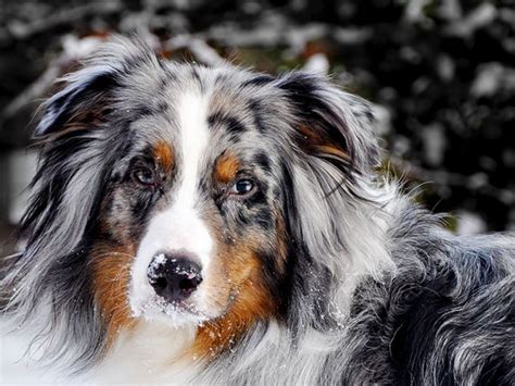 Australian Shepherd Dog Breed Information, Images, Characteristics, Health