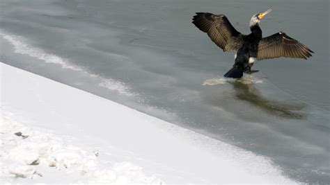 Cormorants: Underwater dive video shows the bird's power | The World ...