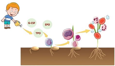 Lecture 20: Growth Factors in Cancer