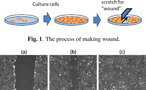 [PDF] APPLICATION OF AUTOMATIC CELL TRACKING FOR WOUND HEALING ASSAY IN ...