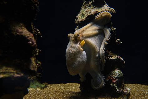 Octopus Predators (The Natural Enemies Of Octopuses)