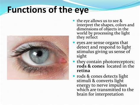 PPT - The Eye: Structure & Function PowerPoint Presentation, free ...