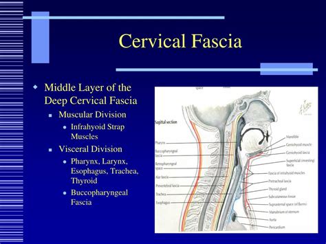 Anatomy Head And Neck Deep Cervical Neck Fascia Treatment – NBKomputer