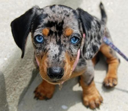 merle dachshund | Dapple dachshund, Dachshund puppies, Puppy day