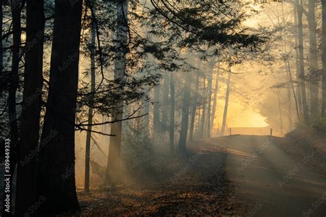 Smoke after forest fire Stock Photo | Adobe Stock