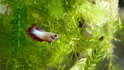 [2021] Betta Fish Tank Mates | Huge List Of 50+ Fish That Can Live With