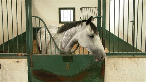 How Tall Should A Horse Barn Be - Gegu Pet