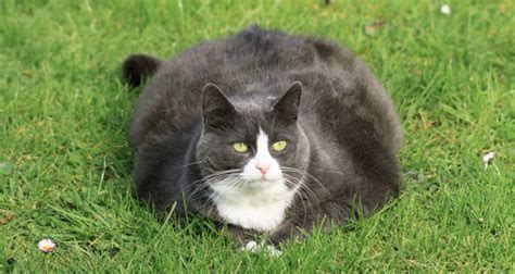 What Everyone Should Know About Fat Cats - Dr. Basko - Holistic ...