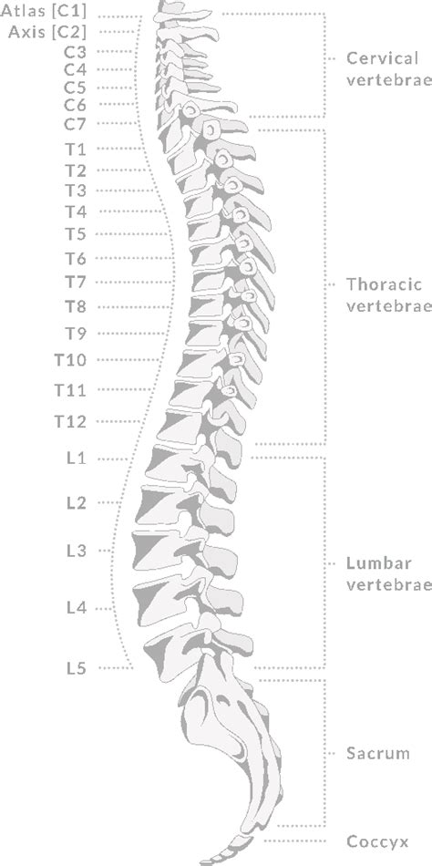 Spine anatomy