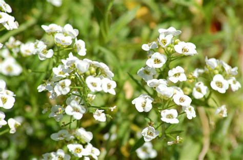 Sweet Alyssum Flowers: Uses, Growing Tips