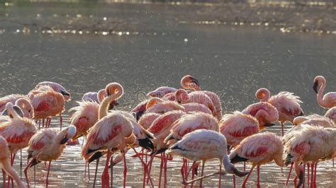 Lesser Flamingos Bathing at Lake Bogoria, Kenya Stock Photo - Image of ...