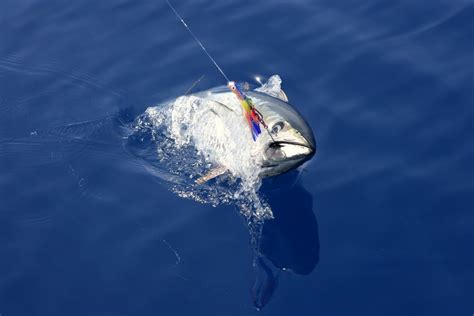 Best Tuna Fishing Lures in 2024 - Fishmasters.com