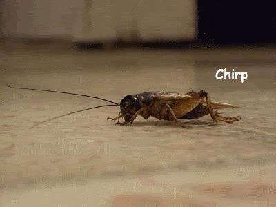 Crickets GIF - Find & Share on GIPHY