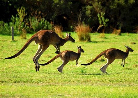 Australia: in search of kangaroos | Audley Travel UK